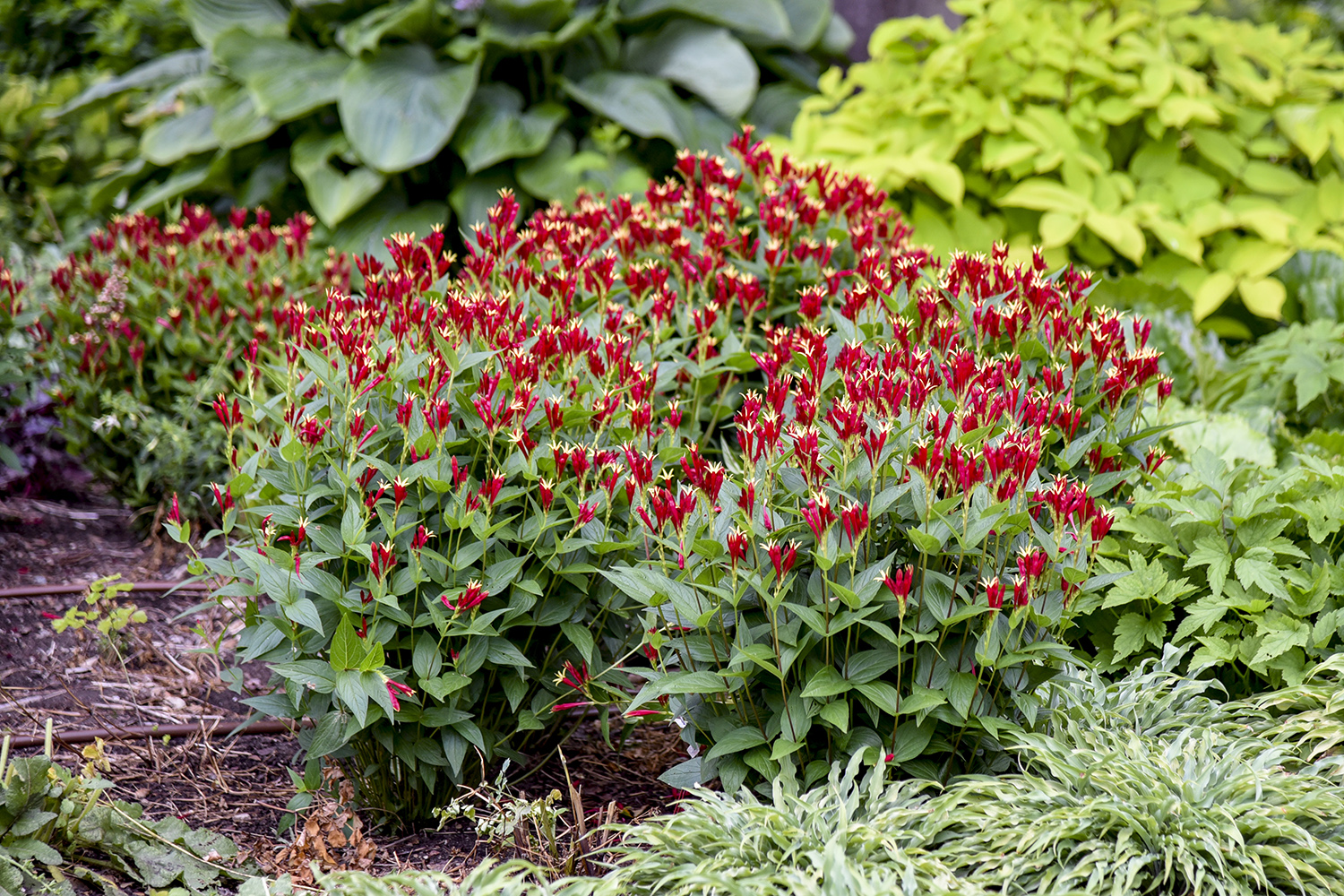 Spigelia